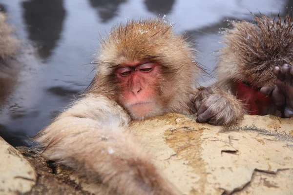 Macaco de neve na primavera quente — Fotografia de Stock