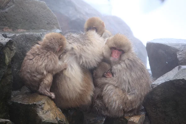 Macaco mãe e bebê — Fotografia de Stock