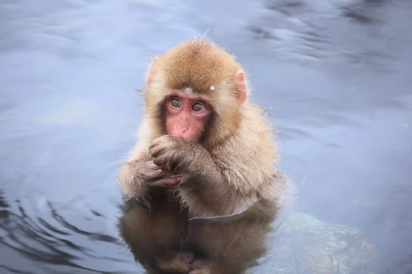 Child monkey in hot spring Royalty Free Stock Images