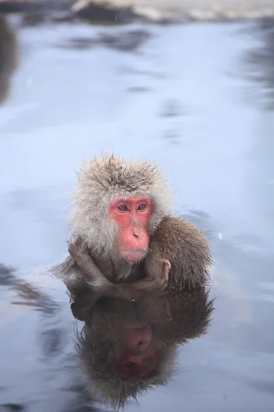 Monkey mother and baby in hot spring Royalty Free Stock Images