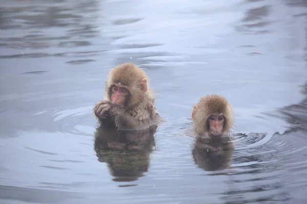 온천에서 아이 원숭이 스톡 사진