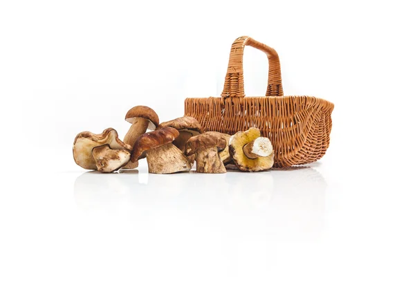 Несколько свежих грибов лежат в корзине с ручкой — стоковое фото