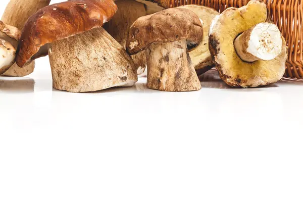 Harvested mushrooms boletus closeup — Stock Photo, Image
