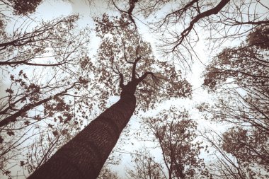 sonbahar mistik orman