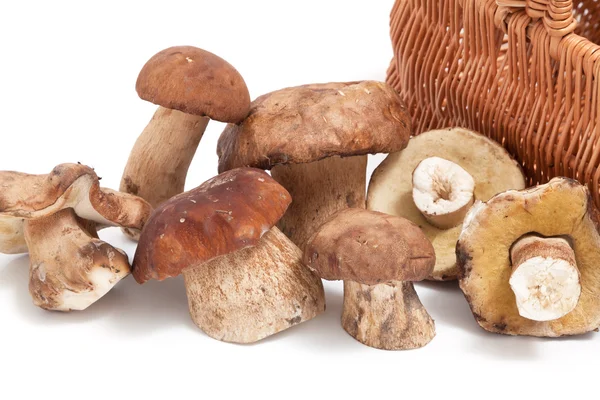 Grupa grzybów i fragment wiklinowy koszyk — Zdjęcie stockowe