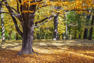 Sonbahar ormanda yalnız güzel