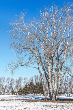 Güzel kış manzarası. Grup parkta huş ağaçlarının kış mavi gökyüzü güneşli bir gün