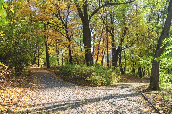 Sonbahar park sokakta çatal