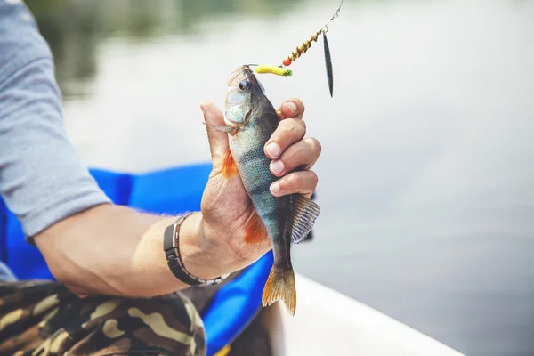 Ottima presa. Pescatore catturato persico su filatura — Foto Stock