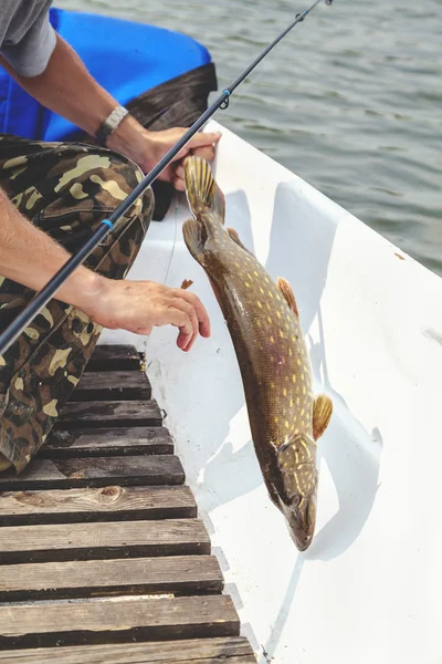 Pike tried to free hook from boat — Stock Photo, Image