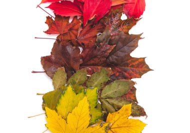 Ağaçların farklı renklerinde düşmüş yaprakları sırayla yalan