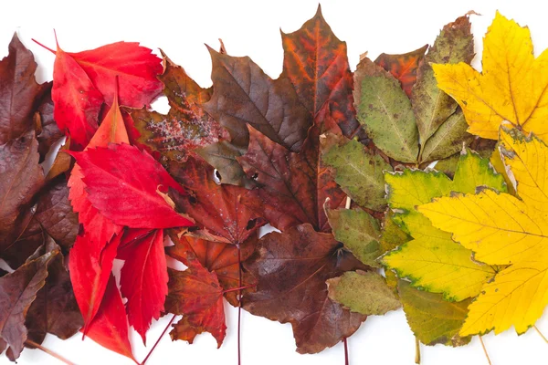 不同颜色的树木的落叶成排 — 图库照片