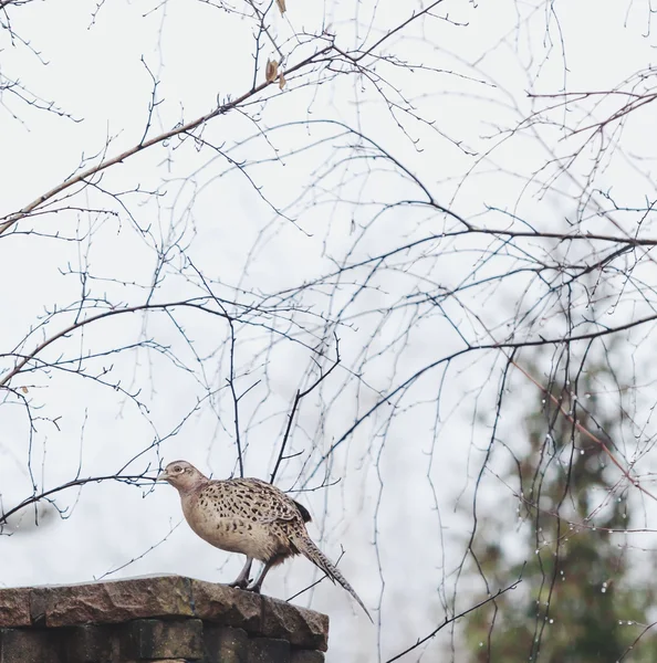 Vrouwelijke Fazant zit zijwaarts op steen hek voorraad — Stockfoto