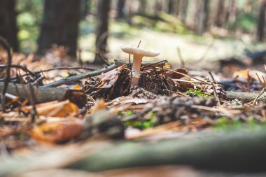 yenmeyen mantar ormanda beyaz büyür