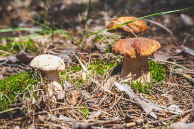 birkaç çörek kafamız ormandaki yeşil yosun