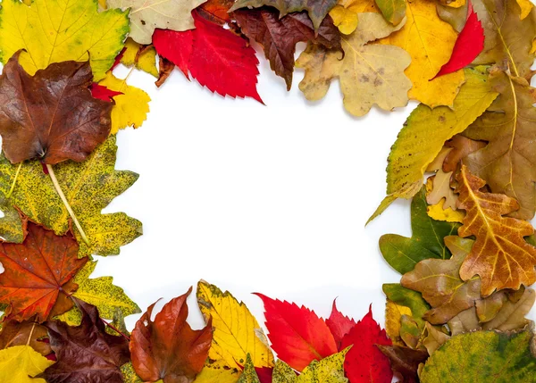 美丽的秋天落叶的框架 — 图库照片