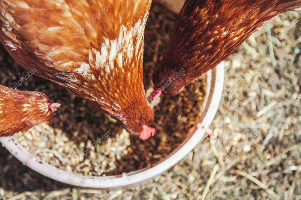 Можно ли курам давать зерно. Кормление кур зерном. Ячмень зерно для кур. Кормление кур несушек. Куры едят.