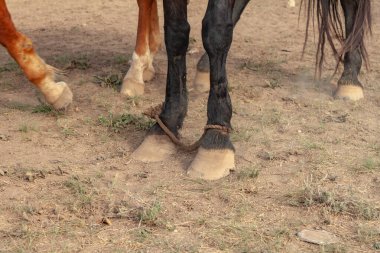 Ordövrleri topalladım. Siyah bir atın ön ayaklarına bir ip bağlandı. Taşıma özgürlüğünün kısıtlanması