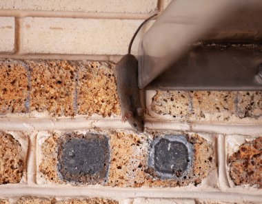 Küçük gri fare paslanmaz bir metal yapıdan tuğla bir duvara doğru sürünerek çıkar.