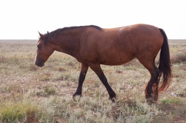 Zarif kırmızı at bozkırda beyaz bir gökyüzüne doğru yürüyor.