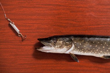 Açık ağızlı turna balığı kahverengi arka planda yatar. Tasmalı kaşık yeminin önünde. Kapat.