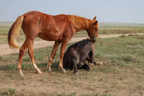 Něžnost Koní Kůň Leží Stepi Nedaleko Snaží Obejmout Červený Kůň — Stock fotografie