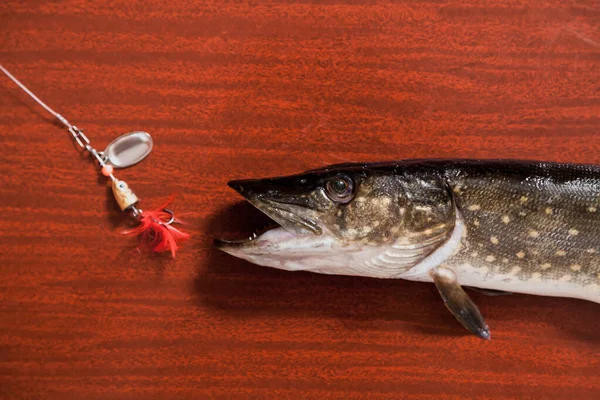 Snoek Met Open Mond Ligt Een Bruine Achtergrond Voor Haar — Stockfoto