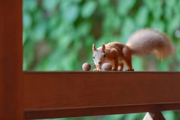 Ekorre Verandan Röd Ekorre Med Fluffig Svans Sitter Trästaketet Verandan — Stockfoto