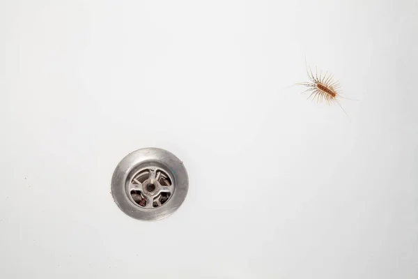 Insekter Huset Den Gemensamma Flugfångaren Sitter Längst Ner Ett Vitt — Stockfoto