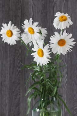 Pencere kenarında hala hayat var. Gri bir duvar kağıdının arka planında, şeffaf bir vazoda duran güzel büyük papatyalar soyut bir lakırdı içeriyor.