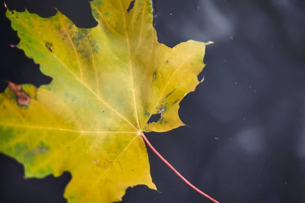 秋天在水面上 美丽的落叶在黑暗的浪花下飘扬 — 图库照片