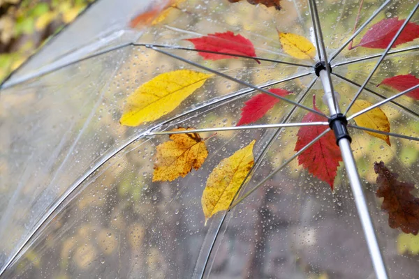 用透明的塑料制成的敞篷伞 上面挂着不同树的落叶 自下而上的竞争 — 图库照片