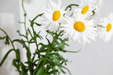 Yakındaki yeşil saplı büyük papatyalar.