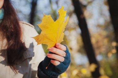 Sonbahar havası. Mavi yün eldivenli bir kadının elinde büyük sarı bir akçaağaç yaprağı.