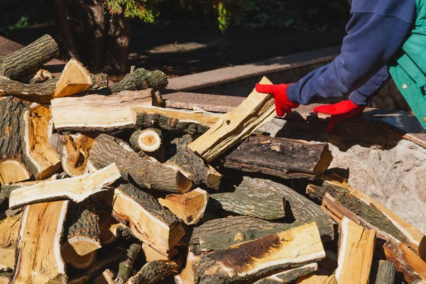 Hands Red Work Gloves Hold Log Mulberry Tree Yellow Core — Stock Photo, Image