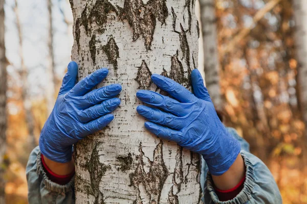 Safe communication with nature. Hands in blue rubber latex disposable  gloves hug birch trunk in autumn forest close u