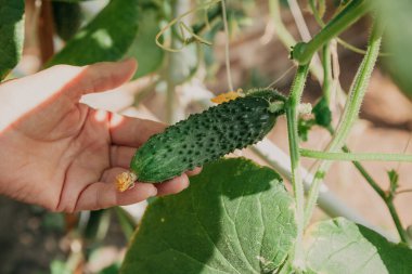 Agronomist el, otobüste yetişen olgun yeşil bir salatalık tutar.