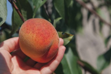 Hasat. Ağzı sulandıran elleri koparıyor.