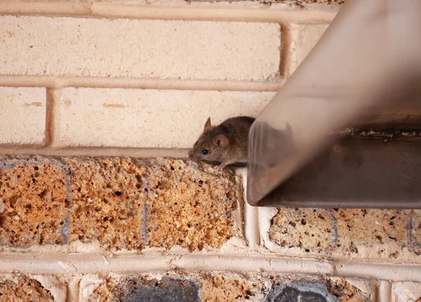 Pequeño Ratón Gris Arrastra Fuera Una Construcción Metal Inoxidable Contra —  Fotos de Stock