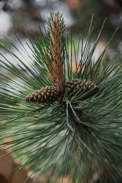 Twee Jonge Kegels Groeien Een Verticale Tak Van Een Dennenboom — Stockfoto