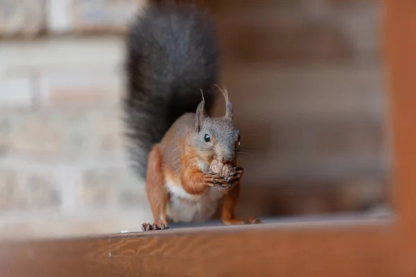 Eichhörnchen Nagt Einer Nuss Rotes Eichhörnchen Mit Schwarzem Schwanz Sitzt — Stockfoto