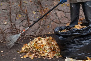 Yelpaze uzun bir sapı tırmıklıyor taş bir çitin önündeki yığının içindeki sarı yaprakları topluyor. Kara bir kayanın yanında