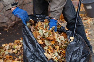 Bahçede sonbahar işi. Mavi eldivenli eller düşmüş yaprakları büyük plastik bir torbaya koy.