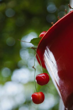 İştah açıcı natürmort. Olgun, kırmızı, tatlı kiraz bir plastik kovanın kenarında asılı duruyor.