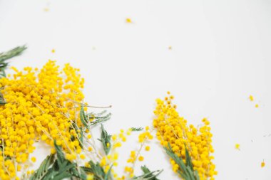 Bahar hala hayattır. Sarı mimoza dalı beyaz bir sırtüstü uzanır.