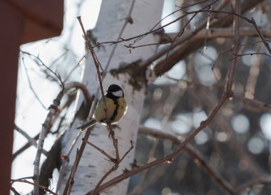 Bird on a tree. A cute tit sits on an inclined branch of a tree without leaves. Behind the trunk of a birc