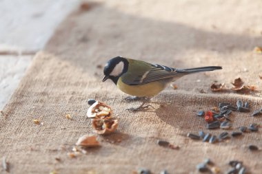 Poultry and nuts. Cute tit sits on burlap and pecks a split walnut close-u
