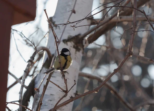 Bird Tree Cute Tit Sits Inclined Branch Tree Leaves Trunk — 图库照片