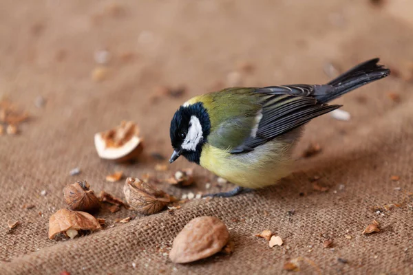Poultry Nuts Cute Tit Sits Burlap Pecks Split Walnut Close — Foto de Stock