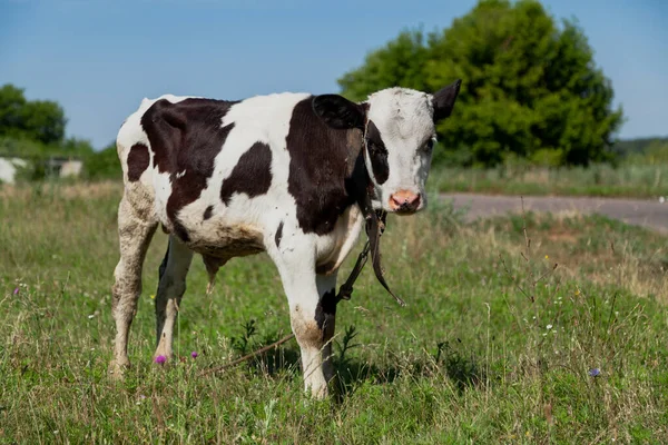 White Black Cow Calf Stands Meadow Sunny — Stock Photo, Image